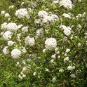 Viburnum burkwoodii